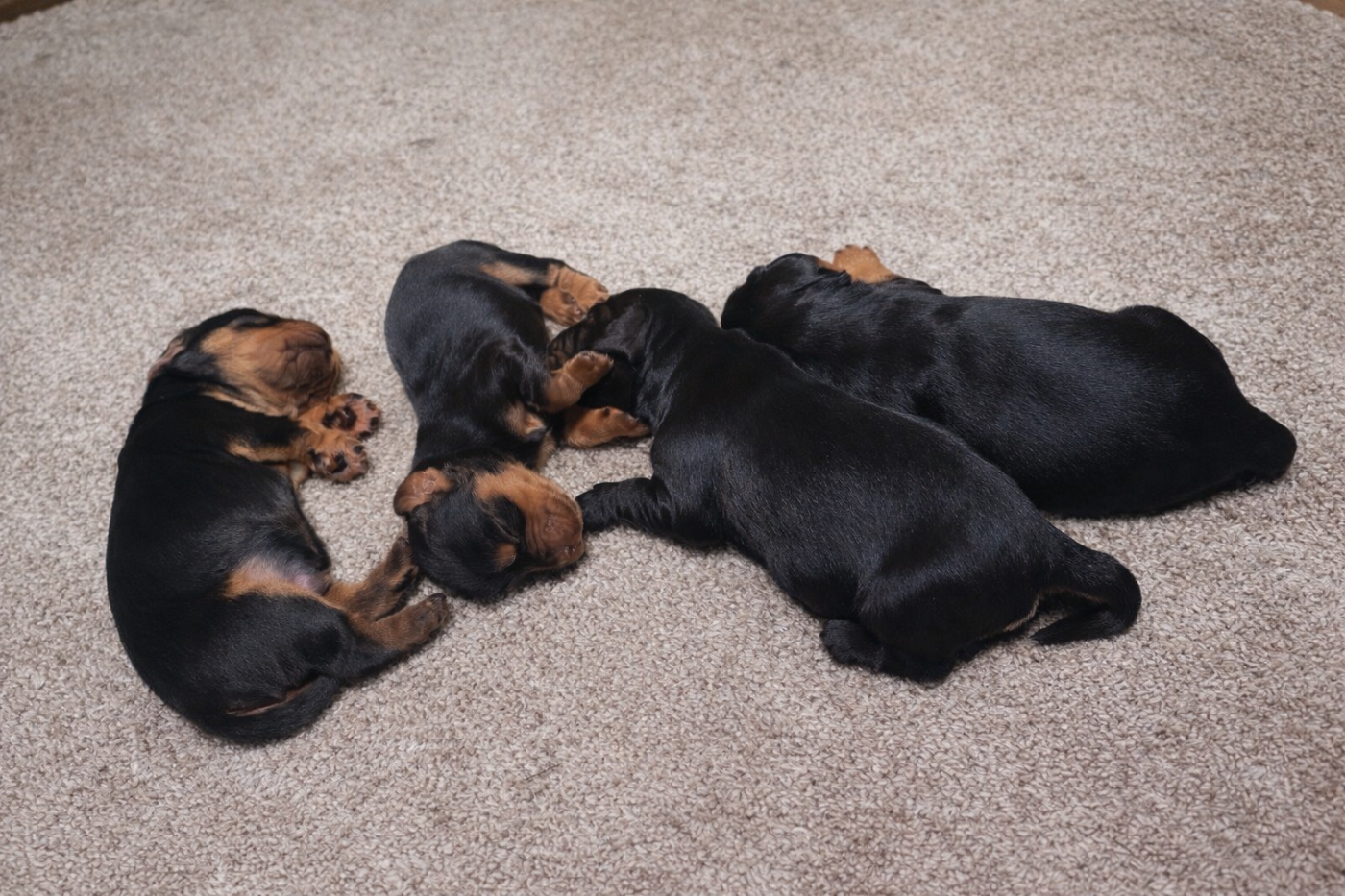 Chiot Cocker Spaniel Anglais Du Reflet D’Ithildin