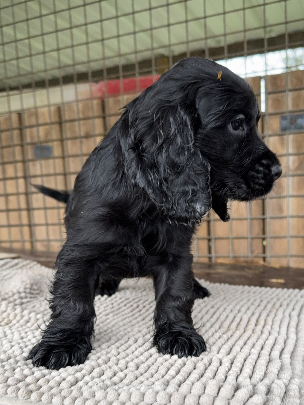 Du Reflet D’Ithildin - Chiots disponibles - Cocker Spaniel Anglais